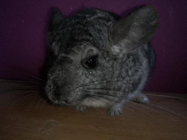 Image 6 of Cheeky Chinchillas for Sale