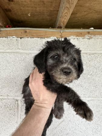 Image 9 of Bedlington terrier puppies ready to leave now