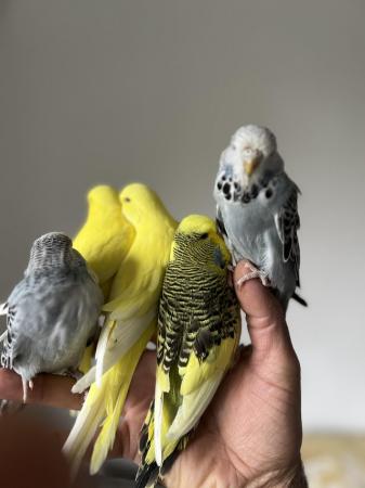 Image 6 of Hand Tame Baby Budgie Parakeets