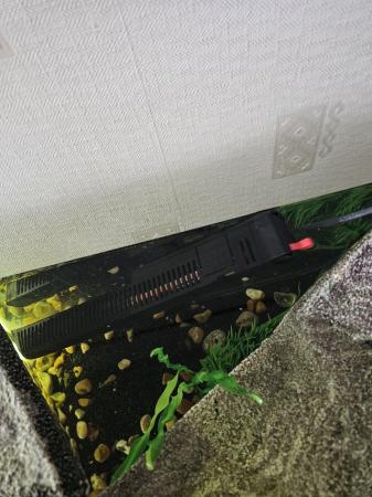 Image 8 of 3 year old female reeves' turtle with tank etc