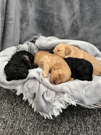 Image 2 of F1B Miniature Cockapoo Puppies *1 boy ready now*