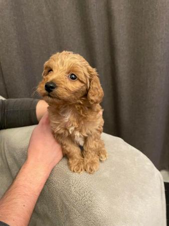 Cavapoochon toy puppies for sale - Image 9 of 12