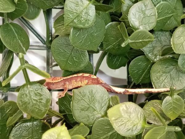 Image 8 of crested geckos. Stunners. Extreme Harley's, super dal etc