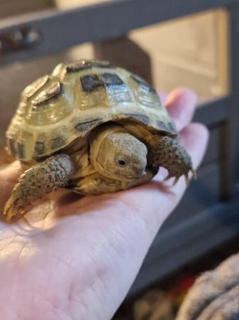 Image 1 of Horsefield Tortoise with enclosure