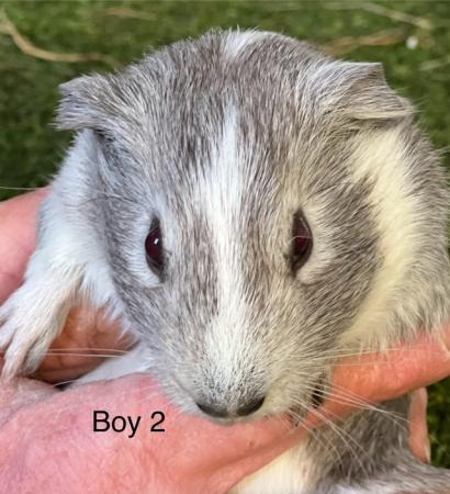 Image 2 of Well handled baby guinea pigs for sale