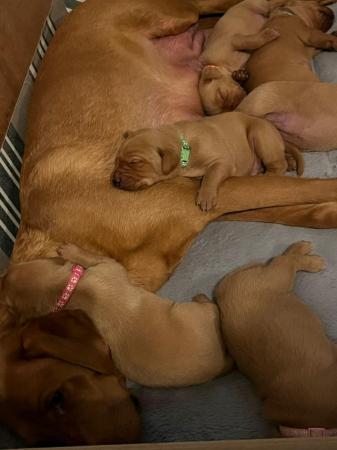 Image 11 of Stunning Fox Red Labs for sale