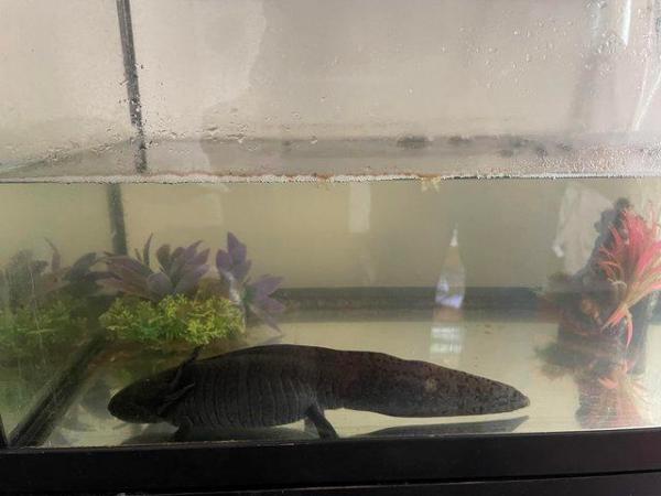 Image 2 of Male Axolotls wants forever home