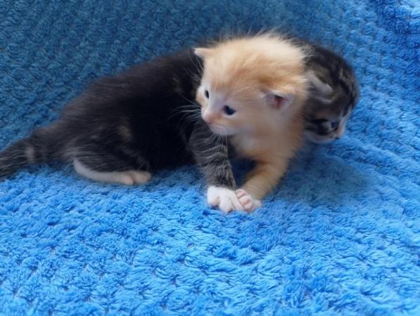 Image 8 of Beautiful Siamese X kittens