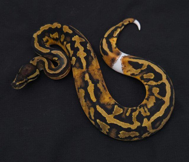 Preview of the first image of 2023 hatchling male pied royal/ball python.
