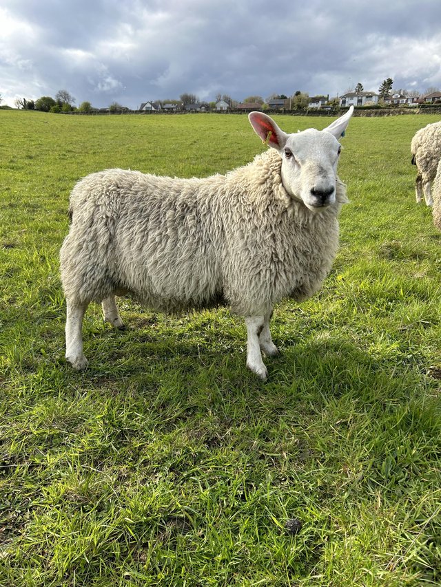 Preview of the first image of Border Leicester cross texel shearling tup.