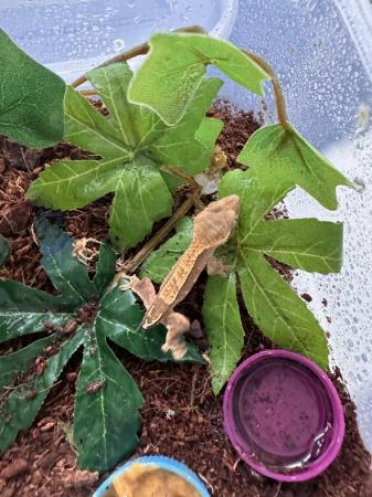 Image 5 of Adorable Baby Crested Geckos for Sale – Your Perfect New Pet