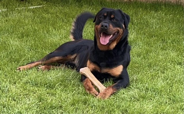 Image 6 of 2 year old male Rottweiler