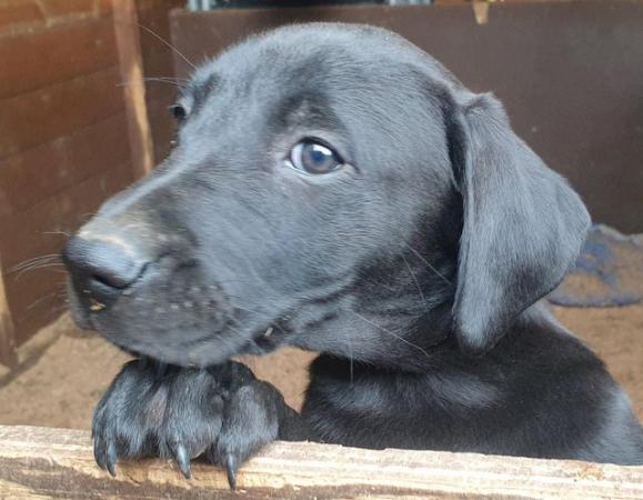 Image 1 of Labrador cross 10 week old pup1 boy