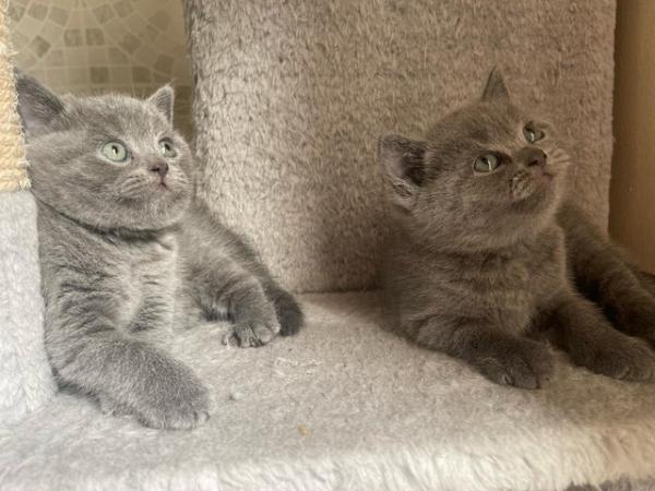 Image 4 of British shorthair kittens