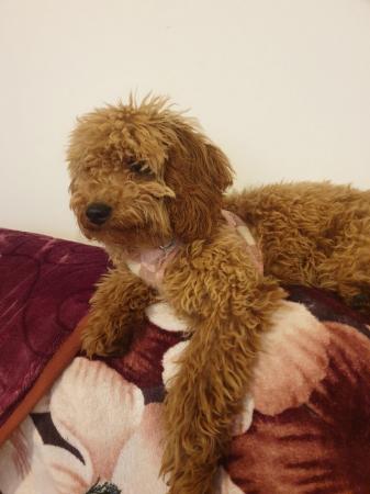 Image 5 of 1 Female Cavapoo Puppy for sale