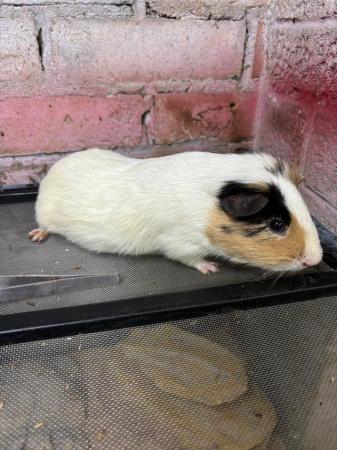 Image 4 of 6 male guinea pigs for sale from 3 months to 2 years