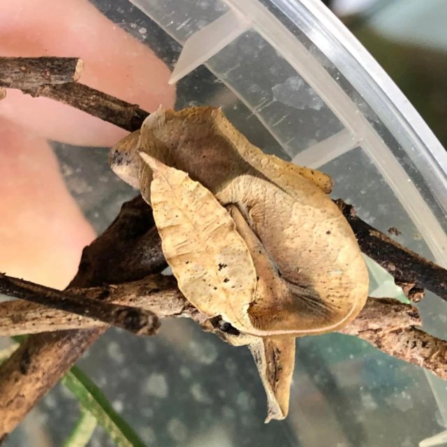 Preview of the first image of Female Uroplatus Phantastics Gecko.