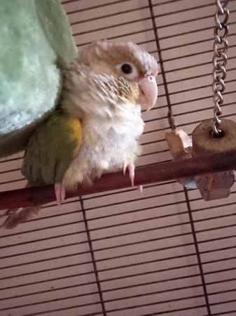 Image 2 of Lovely cheeky cinnamon blue conure with cage