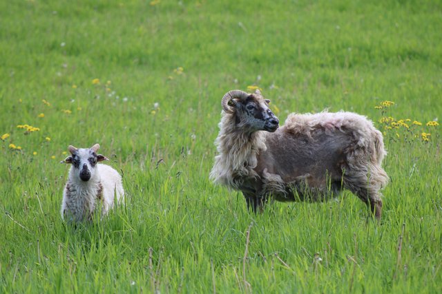 Image 1 of Pedigree boreray ewes with lambs at foot