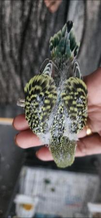 Image 2 of Tame baby budgies hand read