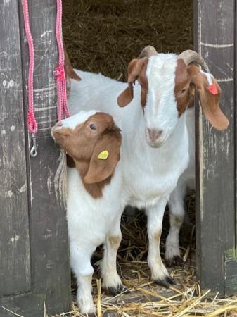 Image 4 of Pure Boer Goats for sale