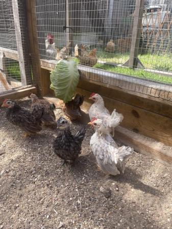 Image 1 of Pure serama friendly little tea cup chickens