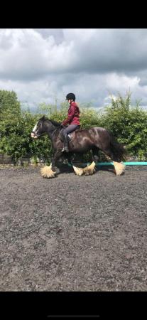 Image 1 of 14.2HH very safe traditional gypsy cob
