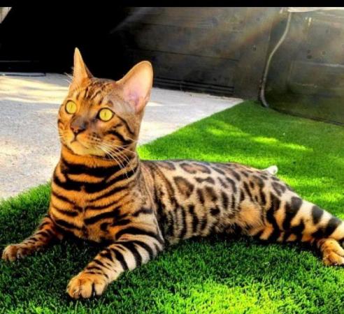 Image 2 of My last beautiful baby boy Bengal available