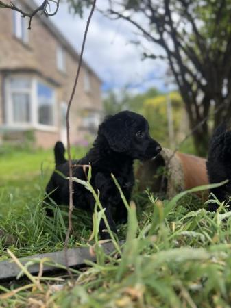 Image 8 of Bordoodle/colliepoo pups ready to from 27th june