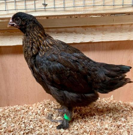 Image 4 of Copper Black Marans - currently Growers -Hens now sold