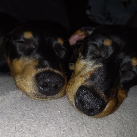 Image 4 of Pure bred female dachshund looking for forever pet home