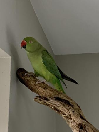 Image 3 of Pair of Ringneck Parakeets