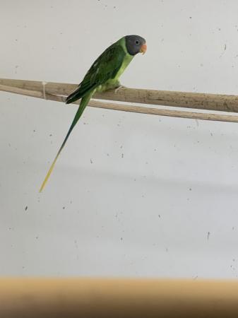 Image 2 of Slaty head parakeets for sale