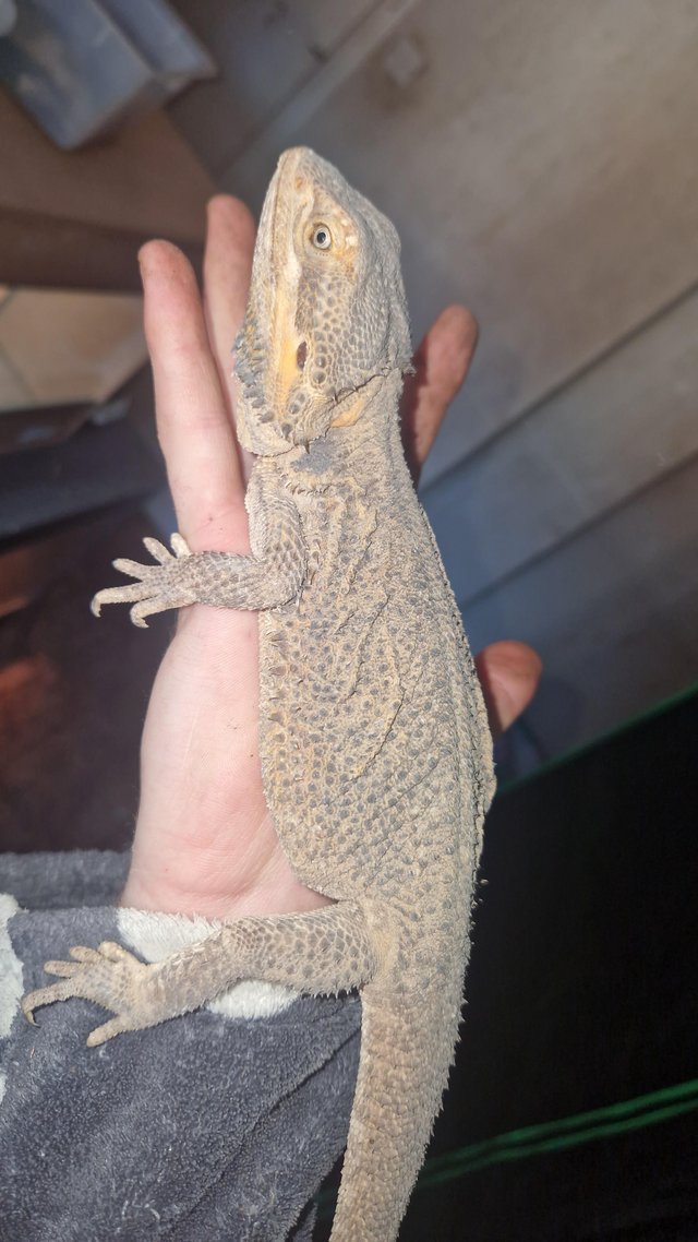 Preview of the first image of Lovley female bearded dragon.