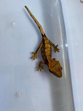 Image 4 of Flame crested gecko with portholes