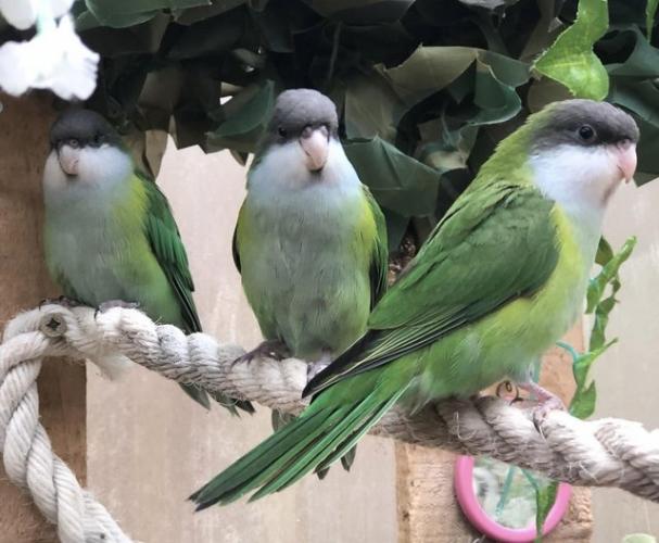 Sierra Parakeet 2024 cock bird For Sale in Tonbridge, Kent Preloved