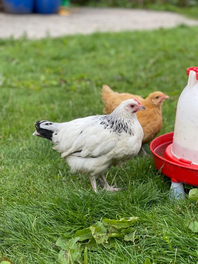 Light Sussex Hens 18 week old (Point of Lay) For Sale in East