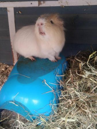 Image 1 of Guinea pigs 2 x boars needing to find forever home