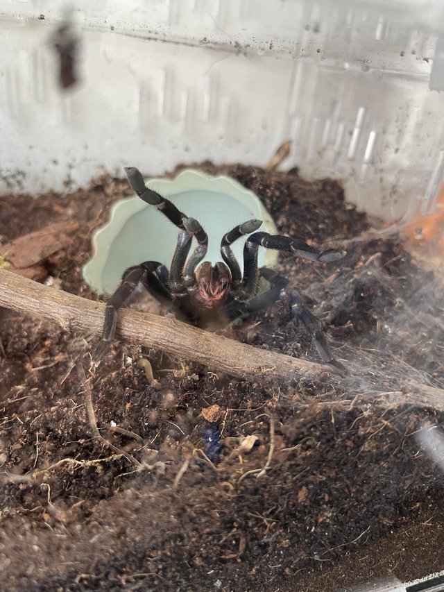 Preview of the first image of Various Tarantulas (Adults & Slings).