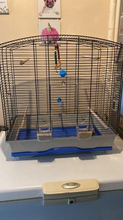 Image 4 of Two Zebra finches young pair with cage
