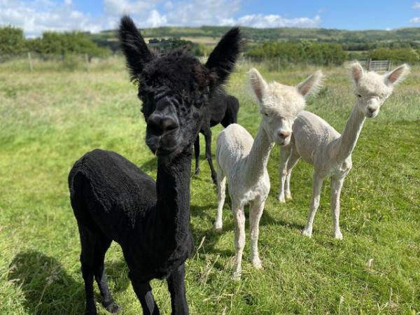 Image 5 of Alpacas for sale PET BOYS (also breeding stock available)