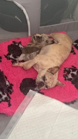 Image 2 of 6 week old french bulldog puppies for sale
