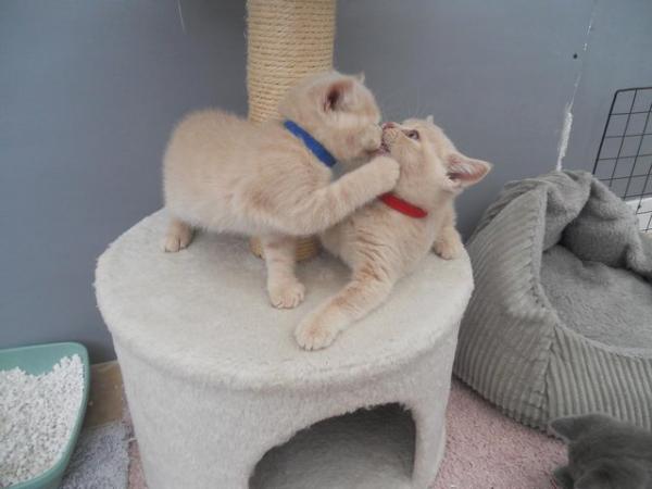 Image 2 of Beautiful British Shorthair Kittens in St Helens 450 pounds