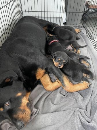 Image 5 of Rottweiler Puppies Ready to Leave Now