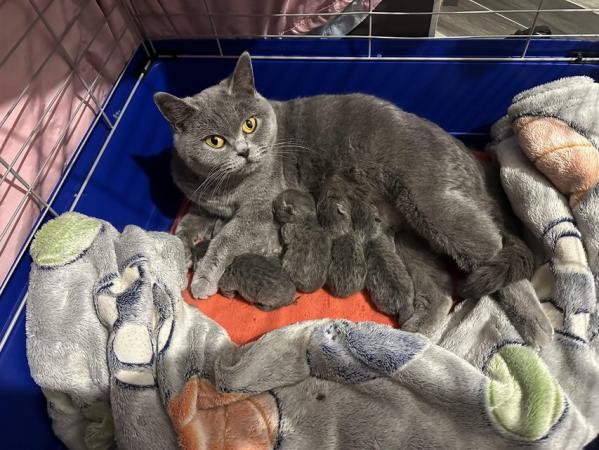Image 3 of Outstanding British blue shorthair