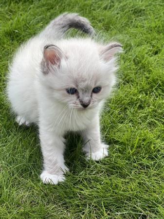 Image 3 of Beautiful sealtabby mitted girl available