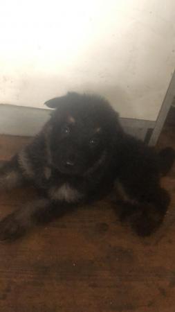 German shepherd pup 2 girl 2 boy mam an dad can be seenaln for sale in Goldthorpe, South Yorkshire