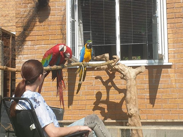 Preview of the first image of Greenwing macaws bonded breeding pair DNA tested.