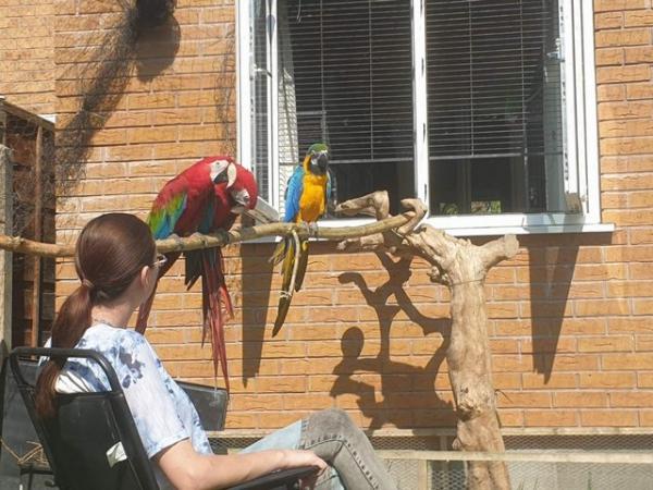 Image 1 of Greenwing macaws bonded breeding pair DNA tested