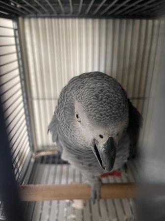 Image 5 of SOLD STC Tame Talking African Grey Parrots